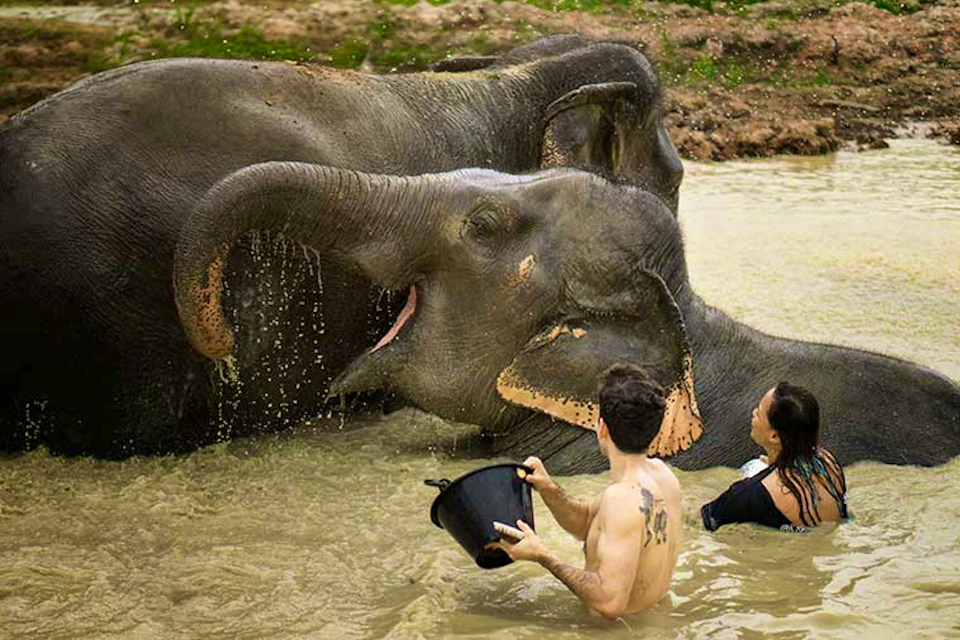 Elephant Jungle Sanctuary Tickets, Pattaya Ticket